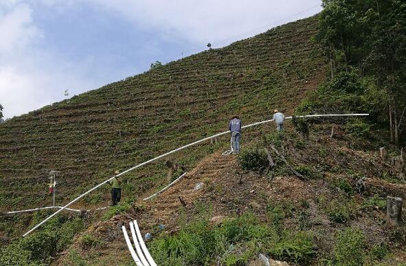 巧用滴灌，農(nóng)專(zhuān)家手把手教你種出好柚子！